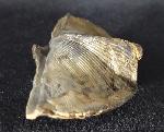 Cyrtospirifer verneuili (MURCHISON 1840) - Bild © FossNet FossilienStore
